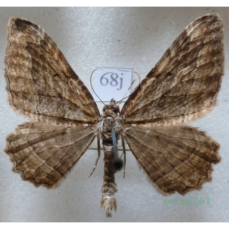 Philereme transversata (Hufnagel, 1767) male Paśnik poprzecznik Czech68j